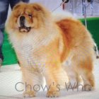 Chow's Who