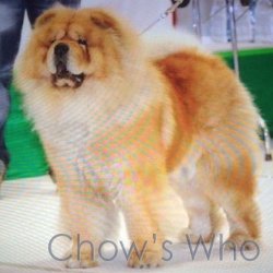 Chow's Who