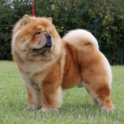Chow's Who