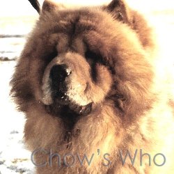 Chow's Who