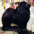 Chow's Who