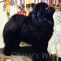 Chow's Who