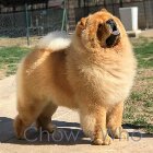 Chow's Who