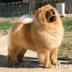 Chow's Who
