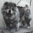Chow's Who