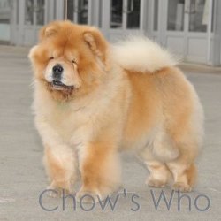 Chow's Who