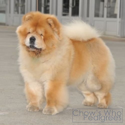 Chow's Who
