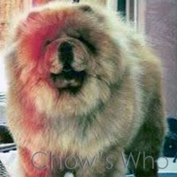 Chow's Who