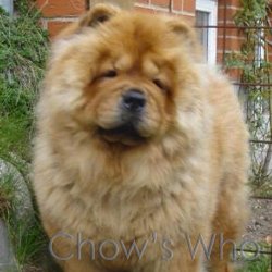 Chow's Who