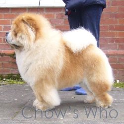 Chow's Who