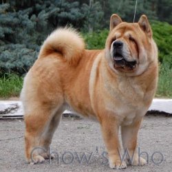 Chow's Who