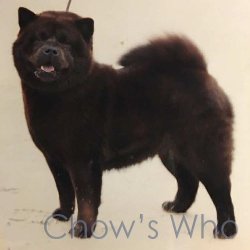 Chow's Who