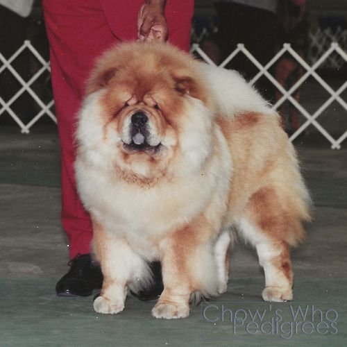 Chow's Who