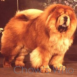 Chow's Who