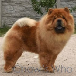 Chow's Who