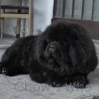 Chow's Who