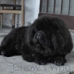 Chow's Who