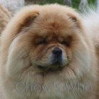 Chow's Who