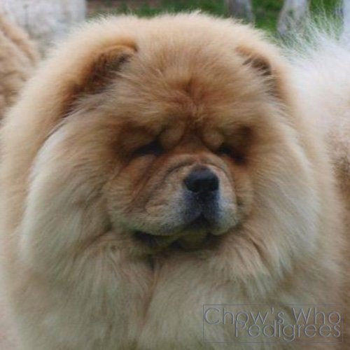 Chow's Who