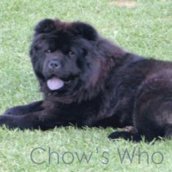 Chow's Who