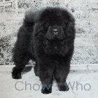 Chow's Who