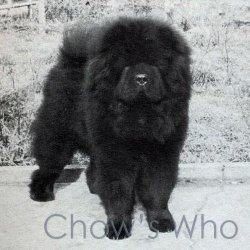 Chow's Who