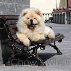 Chow's Who