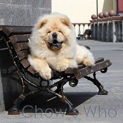 Chow's Who