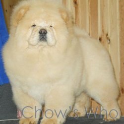 Chow's Who