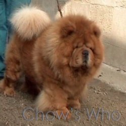 Chow's Who