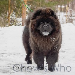 Chow's Who