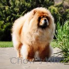 Chow's Who