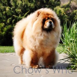 Chow's Who