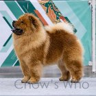 Chow's Who