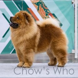 Chow's Who