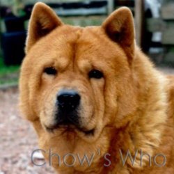 Chow's Who