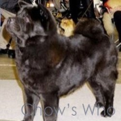 Chow's Who