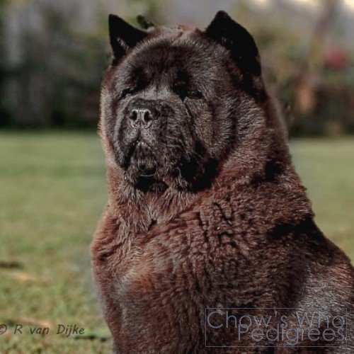Chow's Who