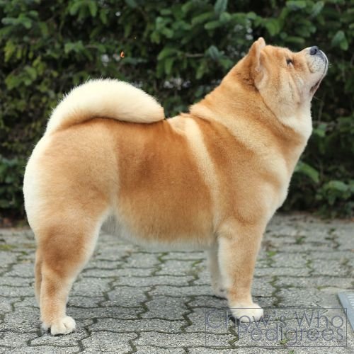 Chow's Who