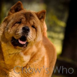 Chow's Who