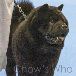 Chow's Who