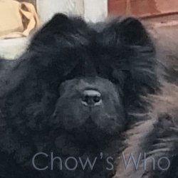 Chow's Who