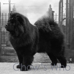 Chow's Who