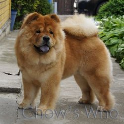 Chow's Who