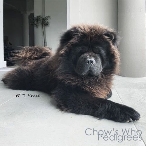Chow's Who