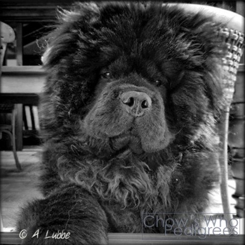 Chow's Who