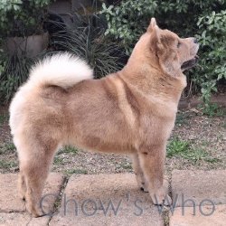 Chow's Who