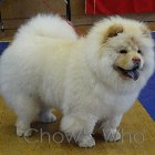Chow's Who