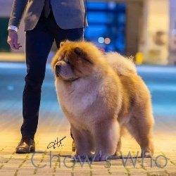 Chow's Who