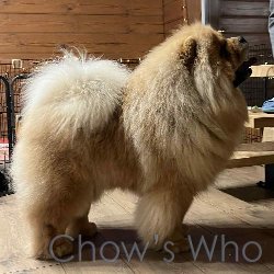 Chow's Who